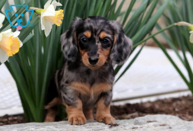 Bliss Mini Dachshund image