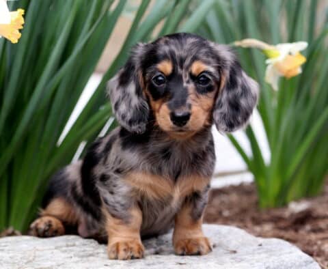 Bliss Mini Dachshund3