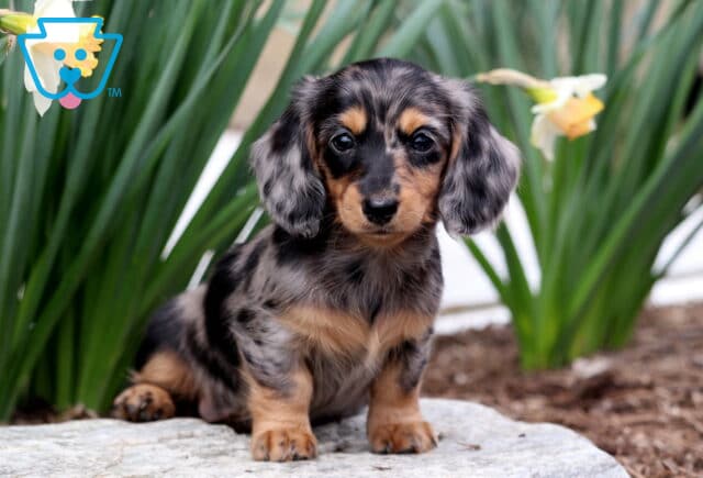 Bliss Mini Dachshund3 image
