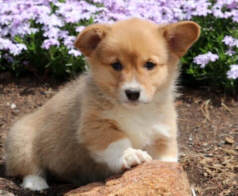 Blossom Corgi