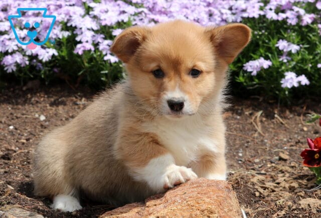 Blossom Corgi image