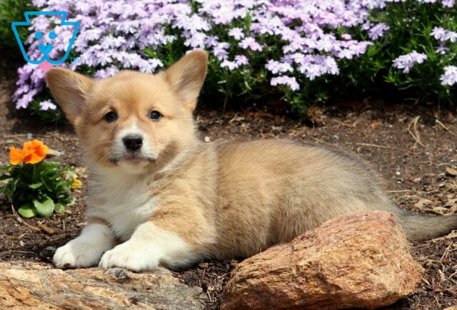 Blossom Corgi2 image