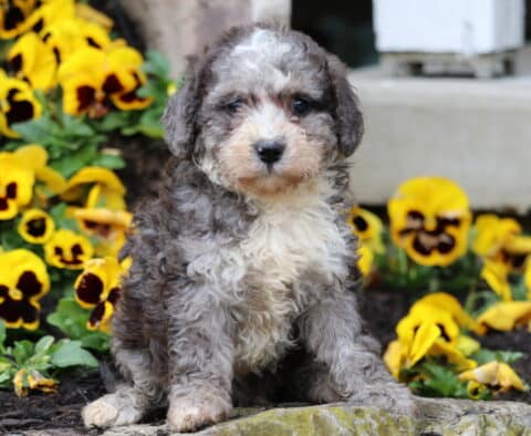 Bonnie Blue Mini Poodle