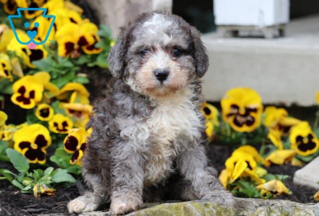 Bonnie Blue Mini Poodle image