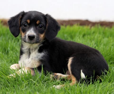 Boots Aussie Mix