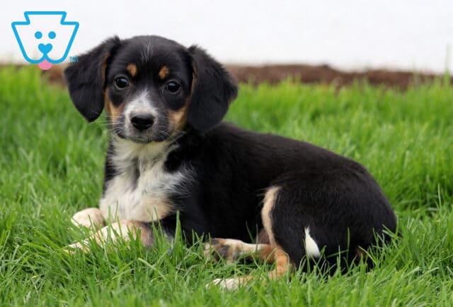 Boots Aussie Mix image