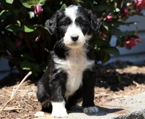 Boots Aussiedoodle