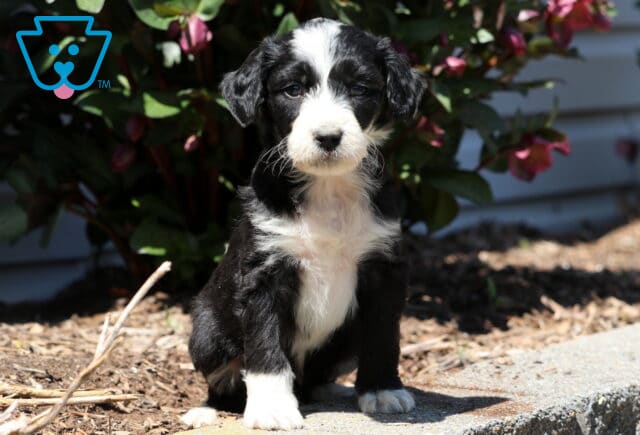 Boots Aussiedoodle image