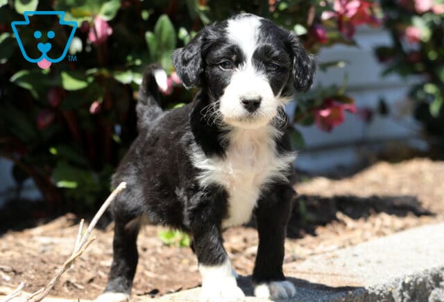 Boots Aussiedoodle2 image