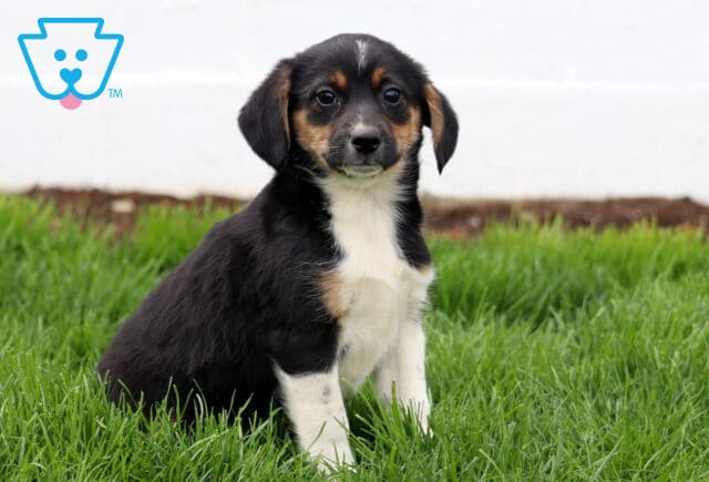 Boss Aussie MIx image