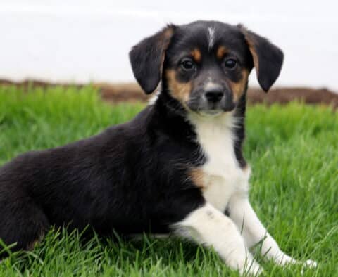 Boss Aussie MIx2