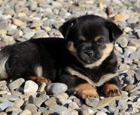 Boss Pekingese Mix