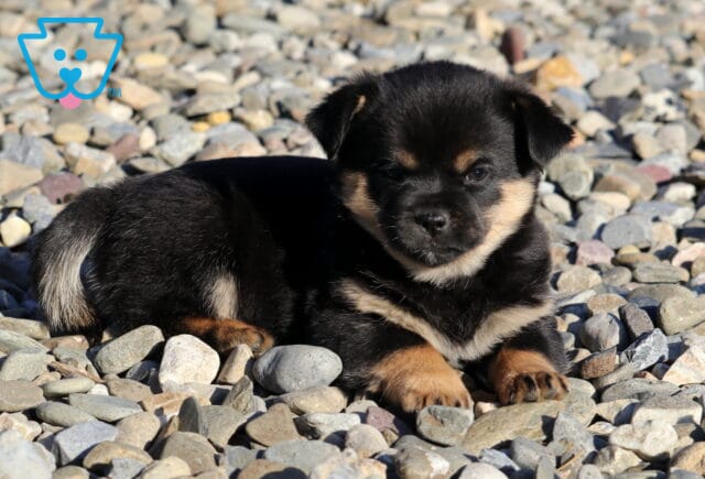 Boss Pekingese Mix image