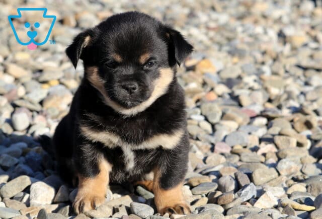 Boss Pekingese Mix2 image