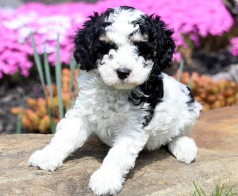 Brayden Cavapoo