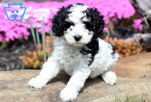 Brayden Cavapoo image