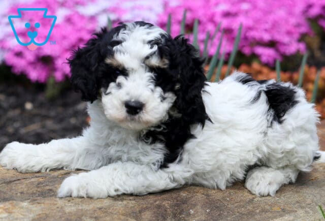 Brayden Cavapoo2 image