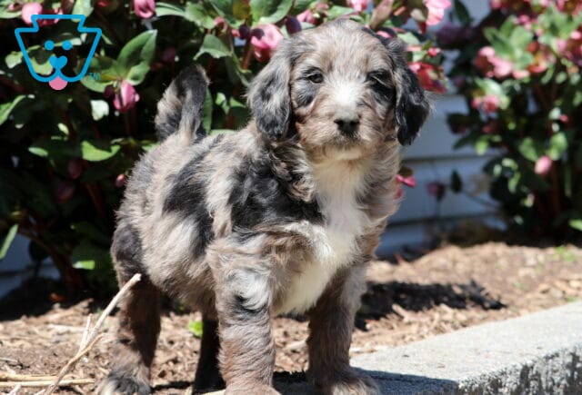Buck Aussiedoodle image