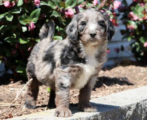 Buck Aussiedoodle2