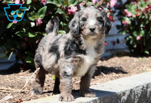 Buck Aussiedoodle2 image