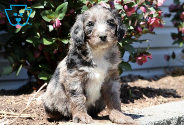 Buck Aussiedoodle3 image