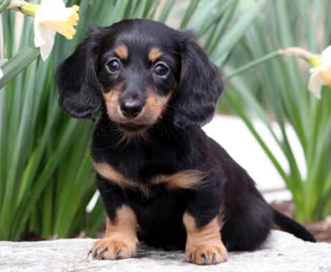 Buck Mini Dachshund2