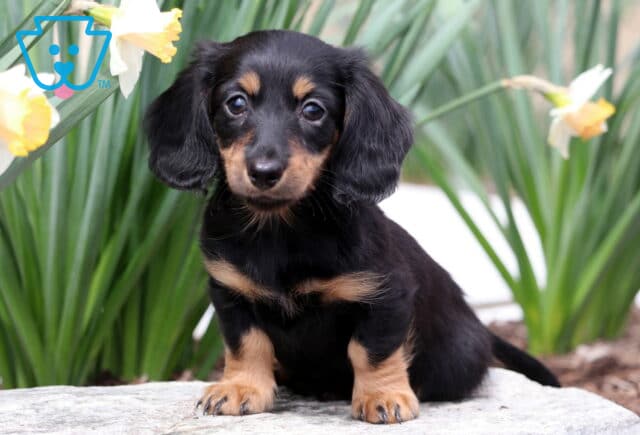 Buck Mini Dachshund2 image