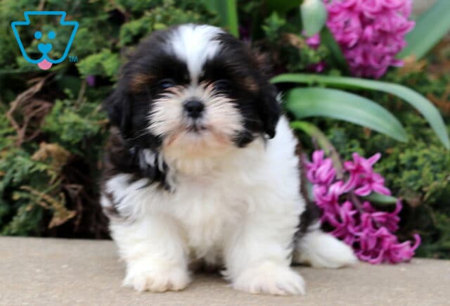 Buck Shih Tzu image