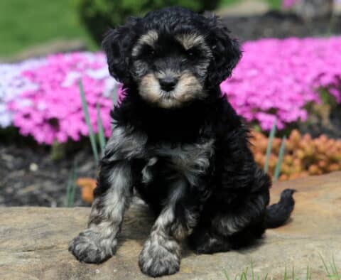 Bud Cavapoo