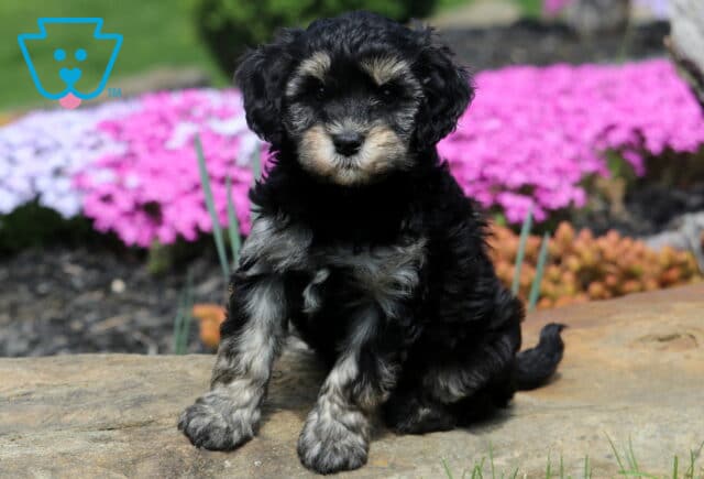 Bud Cavapoo image