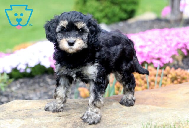 Bud Cavapoo2 image