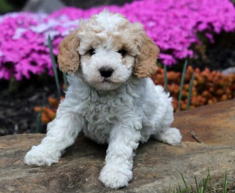 Burly Cavapoo