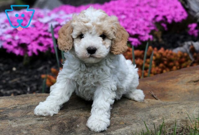 Burly Cavapoo image