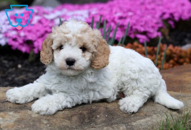 Burly Cavapoo2 image