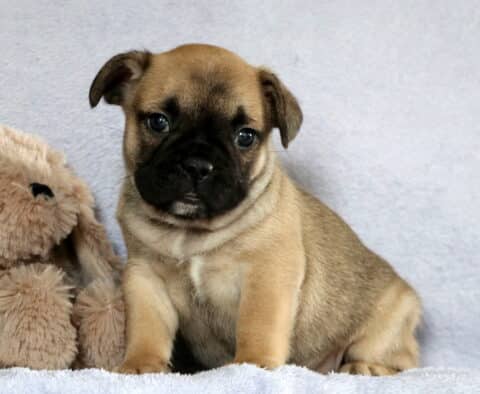 Cam Frenchie