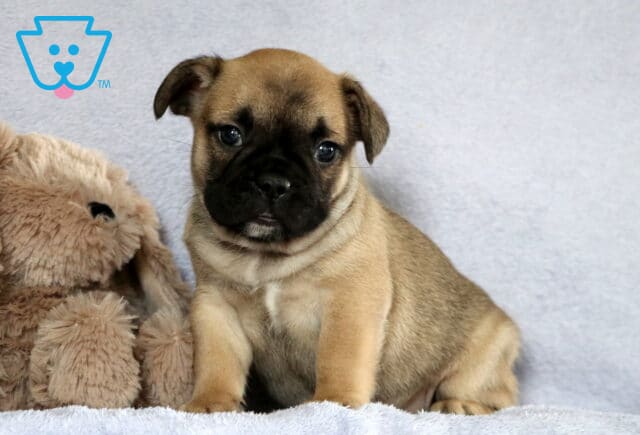 Cam Frenchie image