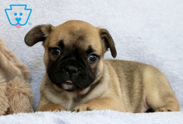 Cam Frenchie3 image