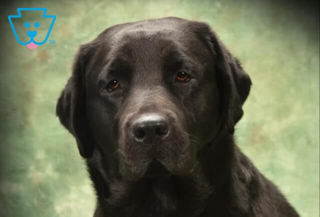 Caroline Black Lab Mike Brown image