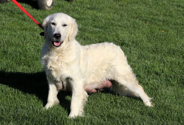 Casey English Cream Golden Retriever Mel Blank image