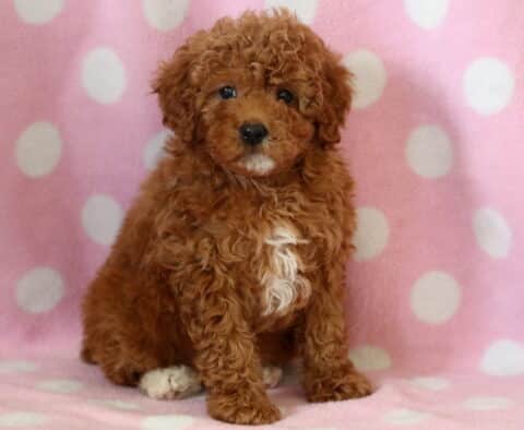 Charm Mini Poodle