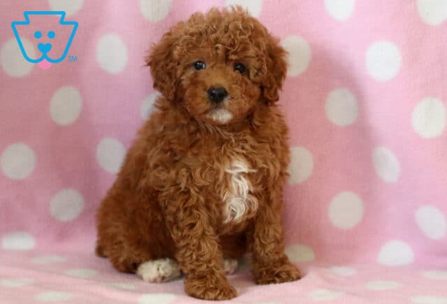 Charm Mini Poodle image