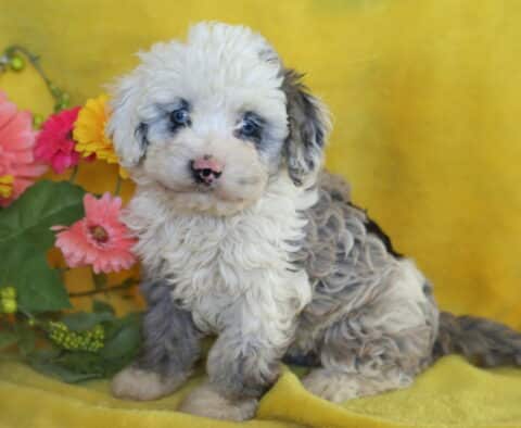 White and gray merle Cockapoo puppy with curly fur and a speckled pink nose sitting on a yellow blanket beside bright pink and yellow flowers.