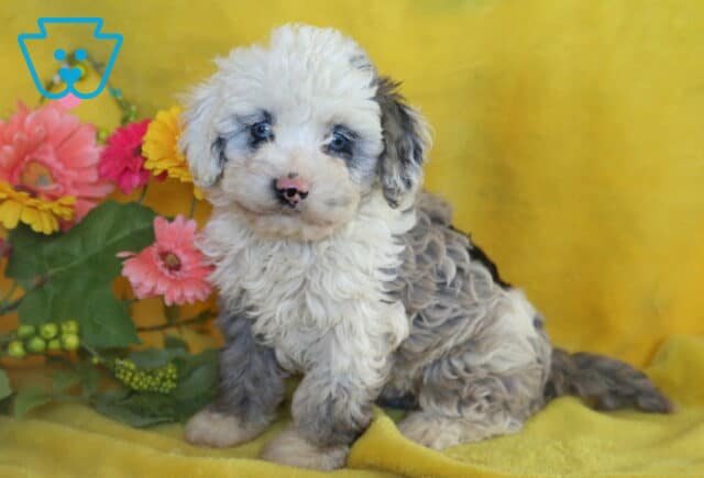 White and gray merle Cockapoo puppy with curly fur and a speckled pink nose sitting on a yellow blanket beside bright pink and yellow flowers. image
