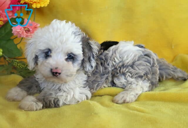Light-colored Cockapoo puppy with a merle coat and pink-speckled nose lying on a yellow blanket, posing sweetly next to a bunch of flowers. image