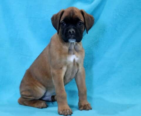 Chester Boxer