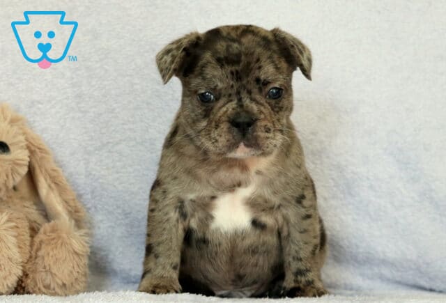 Chip Frenchie image