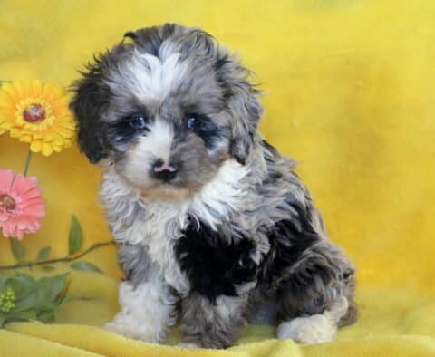 Tri-Colored Cockapoo puppy with a fluffy coat and white blaze on its face sitting on a yellow blanket in front of a bunch of pink and yellow artificial flowers.