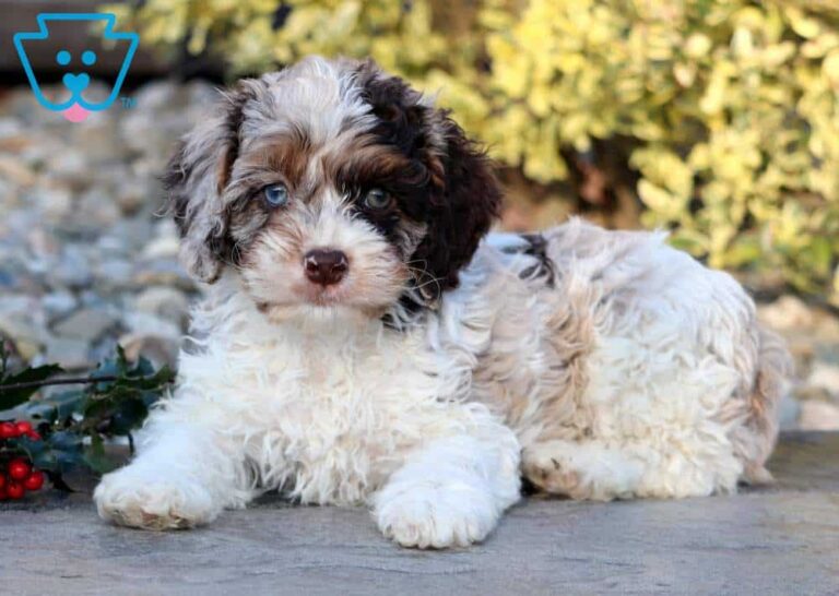 Cockapoo Puppy