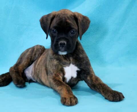 Codie Boxer2