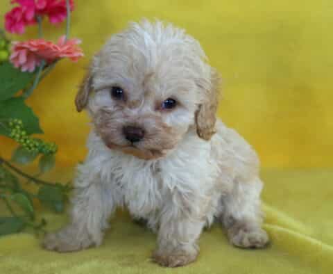 Cream-colored Cockapoo puppy with soft, curly fur standing on a yellow blanket in front of flowers.